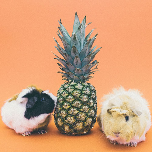 Pineapple and guinea pigs